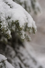 Close up of spruce tree covered with fresh snow with copy space