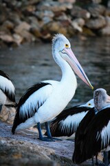 Stunning close-up of an Australian pelican perched on rocky outcrops near a lake