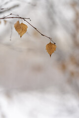 Birch leaves on a branch in winter season closeup