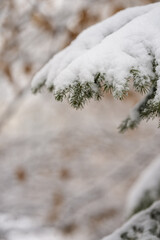 Close up of spruce tree covered with fresh snow with copy space