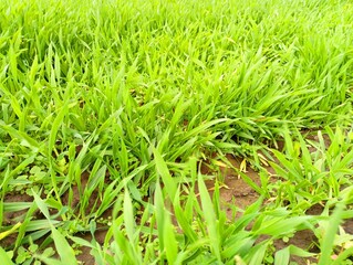 Germinated wheat sprouts on Ukrainian chernozem. Texture of young wheat in the fields.