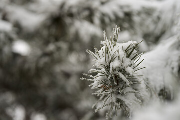 Snow covered pine tree in winter season closeup