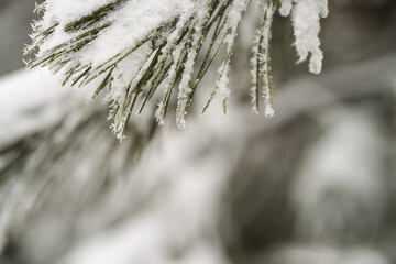 Snow covered pine tree in winter season closeup