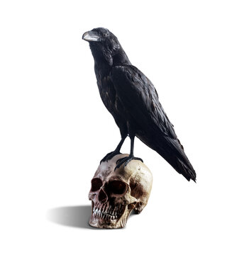 Crow standing on a human skull,