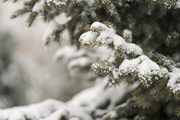 Close up of spruce tree covered with fresh snow with copy space