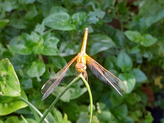 a dragonfly sits on the top of a tree