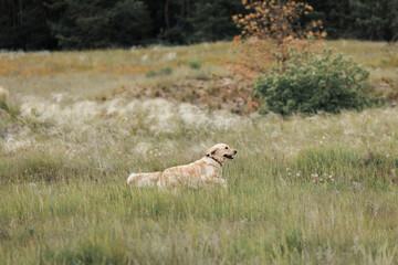 working golden retriever in the grass