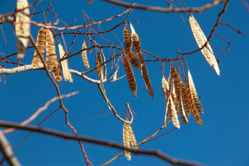 Fototapeta premium The status of different plants in winter in Tehran, Iran