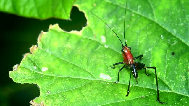Conocephalus melasTiny bright red cricket On green leaves in the forest in 4K macro video in natural light