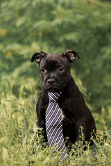 staffordshire bull terrier puppy