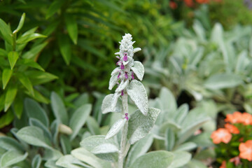 ラムズイヤーのつぼみのクローズアップ