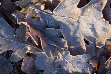 Frozen autumn leaves