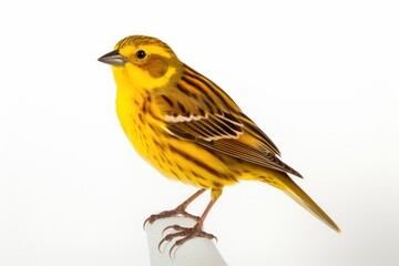 A Serene Moment: Small Yellowhammer Bird Perched on a White Object Created With Generative AI Technology