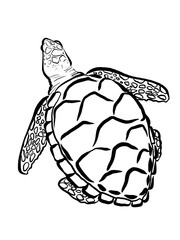 Sea Turtle line style illustration