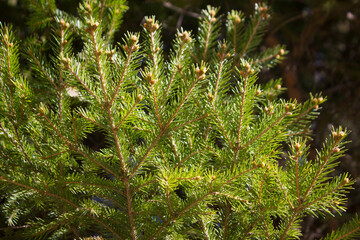 Close up of pine tree