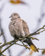 sparrow on a branch