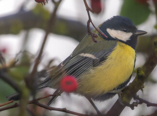 robin in snow
