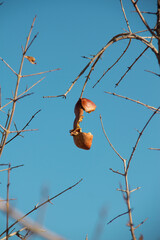 The condition of pomegranate trees in the winter season, as if the pomegranates are completely destroyed in the winter season