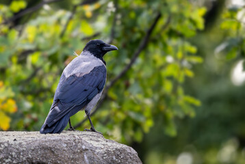 Hooded Crow - Corvus cornix, beatiful black and gray crow from European woodlands and forests, Germany.