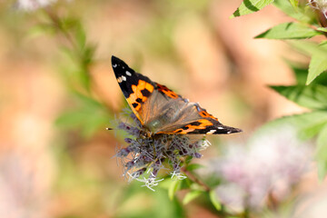 フジバカマの花から吸蜜する情熱的な黒に赤橙色の羽を広げたアカタテハ蝶（自然光・マクロレンズ接写）