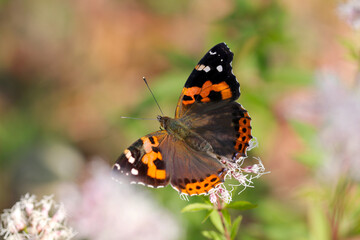 フジバカマの花から吸蜜する情熱的な黒に赤橙色の羽を広げたアカタテハ蝶（自然光・マクロレンズ接写）