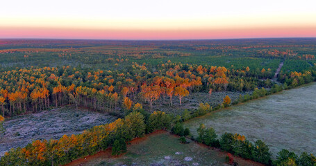 Beautiful forest landscape during early Autumn in Southeastern Texas.