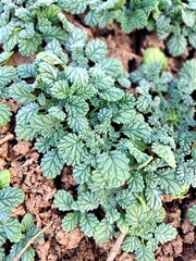 green ivy leaves