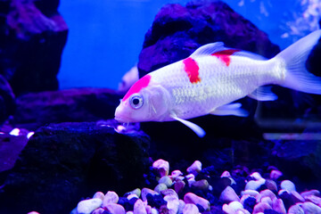 Selective focus of koi fish swimming in the pond. Great for educating children about marine animals.