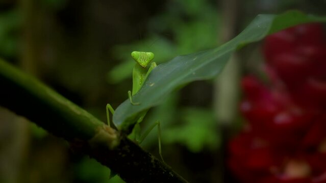 Tiny Mantis in a tropical forest In 4K video format with natural light, gloomy and dark shadows.