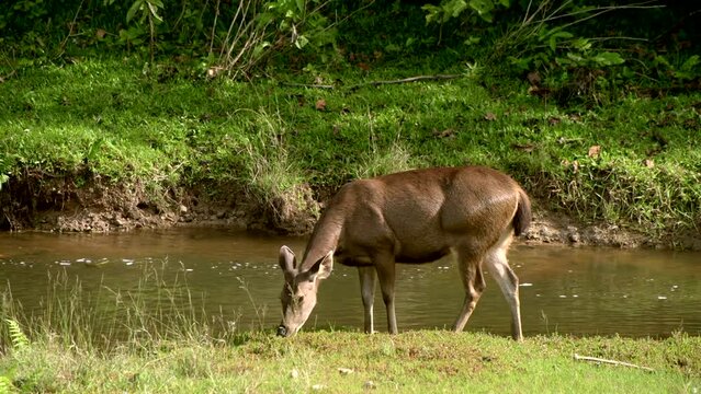 A female samba deer grazes grass beside the water, relaxing in Khao Yai National Park, Thailand, in this 4K video with natural light during sunset.