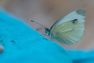 Nahaufnahme eines kleinen Kohlweislings