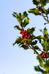 Die Farben des Herbstes an einem Ilex