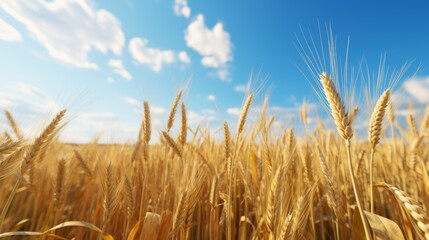 Fototapeta premium golden wheat field and sky