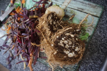 Celeriac roots, preparing vegetable for cooking