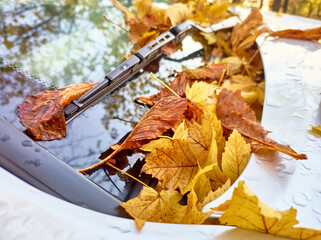 Fallen wet yellow leaves on glass and hood of car after heavy rain, high angle view