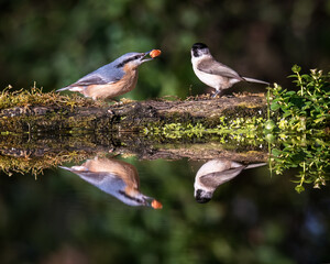 Two birds by the water