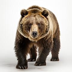Fototapeta premium Winter Wanderer: A Brown Bear's Snowy Stroll,brown bear isolated on white