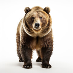 Winter Wanderer: A Brown Bear's Snowy Stroll,brown bear isolated on white