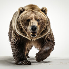 Obraz premium Winter Wanderer: A Brown Bear's Snowy Stroll,brown bear isolated on white