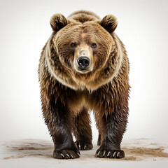 Fototapeta premium Winter Wanderer: A Brown Bear's Snowy Stroll,brown bear isolated on white