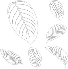 Diffenbachia leaves line art tropical plant leaf collection isolated on white background