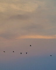 Bird and sky at Samutprakarn in Thailand on Thursday 2 November  2023