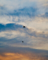 Bird and sky at Samutprakarn in Thailand on Thursday 2 November  2023