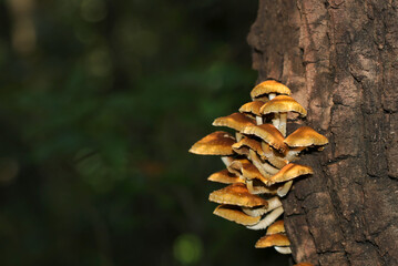木々から漏れる陽が当たる落葉広葉樹の幹に群生するヌメリスギタケモドキ（自然光・マクロレンズ接写）
