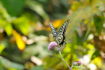 野アザミの花から吸蜜するナミアゲハチョウ（自然光・マクロレンズ接写）