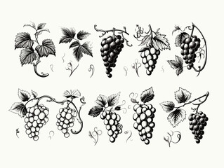 Drawing of Set of design elements with grapes illustration separated, sweeping overdrawn lines.