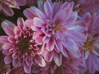 pink dahlia flower