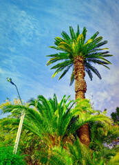 palm tree and sky