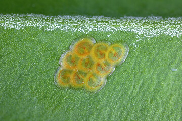 Box tree moth (Cydalima perspectalis). Egg, eggs deposit on the leaf of a boxwood bush in the...