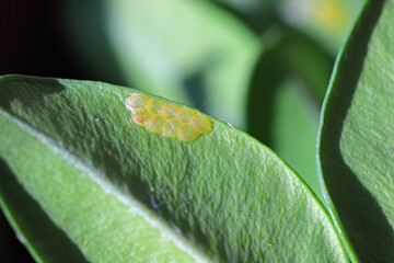 Box tree moth (Cydalima perspectalis). Egg, eggs deposit on the leaf of a boxwood bush in the...